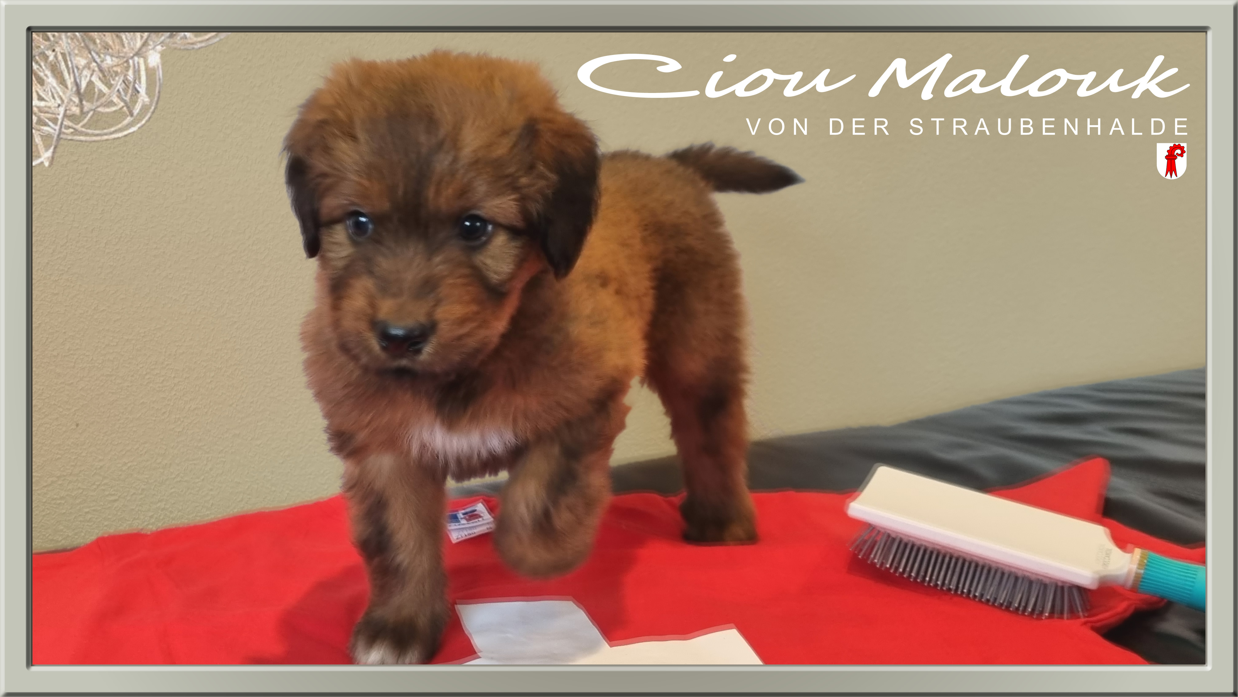 Wäller von der Straubenhalde